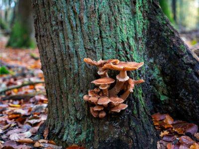 Tree Bark Fungus Identification Guide