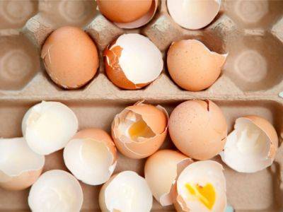 Should You Be Baking Eggshells For Compost?
