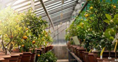 How to Grow Fruit Trees in a Greenhouse
