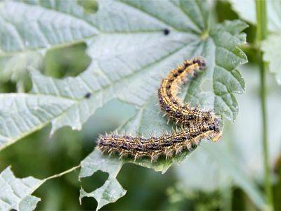 The Plants That Turn Caterpillars Into Cannibals