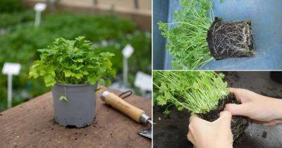 Everything About Growing Parsley from Division