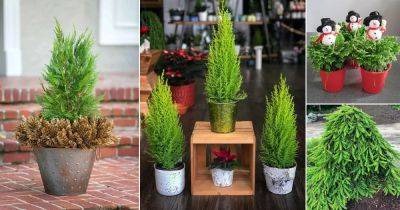 22 Best Outdoor Christmas Plants | Living Christmas Trees