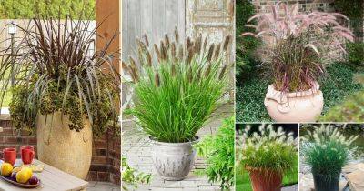 16 Dwarf Fountain Grass Varieties
