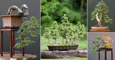 26 Best Norway Spruce Bonsai Pictures