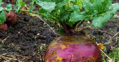 How to Grow Your Own Swede