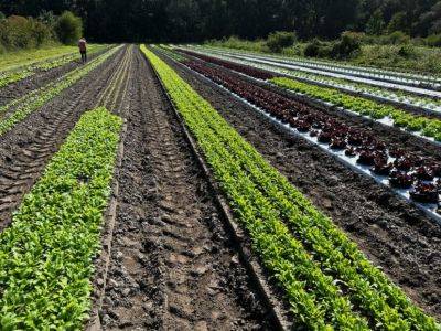 SC Fruit and Vegetable Field Report- October 9, 2023