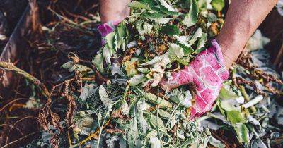 Can You Compost Diseased Plants?