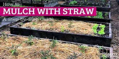 How to Mulch with Straw: A Step-by-Step Guide