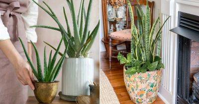 Aloe Vera vs. Snake Plant: All the Differences