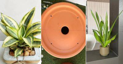 Do Snake Plants Need Drainage Holes? Find Out!