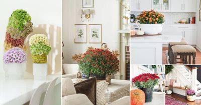 17 Spectacular Chrysanthemum Display Ideas Indoors