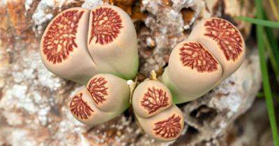 How to Grow and Care for Lithops Living Stone Plants
