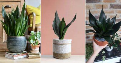 Black Dragon Snake Plant Care and Growing Guide