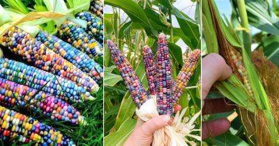 How to Grow Glass Gem Corn (The Most Beautiful Corn)
