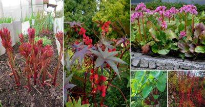 40 Beautiful Red Stem Plants