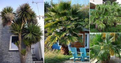 10 Livistona Palm Varieties for the Garden