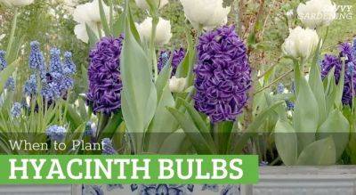 When to Plant Hyacinth Bulbs: Advice on Timing and Planting