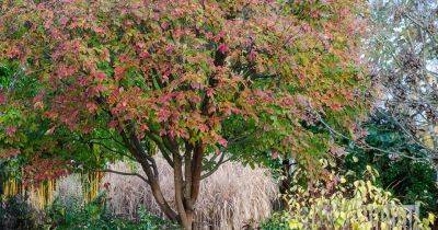 Plants for a purpose: trees for small gardens