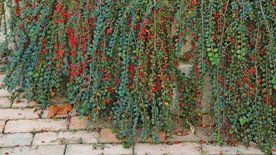 Hesse Cotoneaster