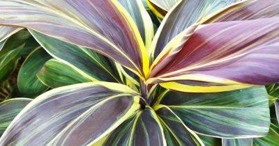 How to Grow and Care for Hawaiian Ti Plants