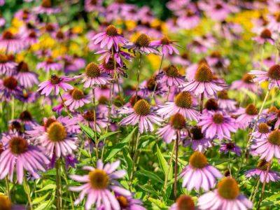 Upper Midwest Plants That Thrive In Northern Gardens