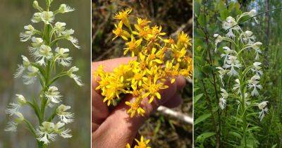 5 Endangered Flowers in Michigan