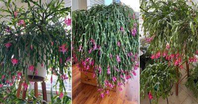 8 Unusual Tricks to Grow a Big, Bold, and Bushier Christmas Cactus