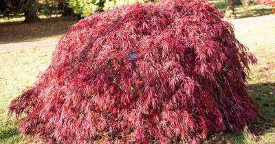 Tips for Growing ‘Crimson Queen’ Japanese Maple Trees