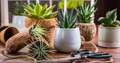 Tips for Growing Succulents in a Greenhouse