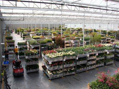 Abbotsford's Van Belle Nursery still growing strong after 50 years