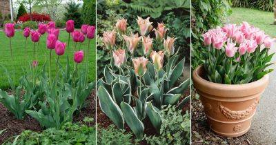 28 Stunning Pink Tulips Varieties | Pink Tulip Meaning