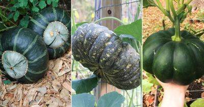 11 Best Types of Green Pumpkin Varieties