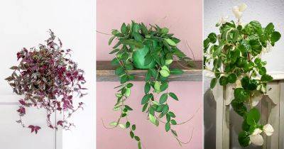 14 Indoor Creeper Plants that Trail Gracefully