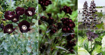 10 Most Gothic Flowers for the Garden