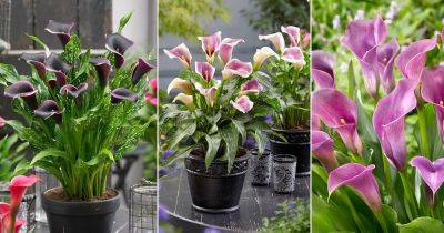 5 Rare White and Purple Calla Lily Varieties for Your Garden