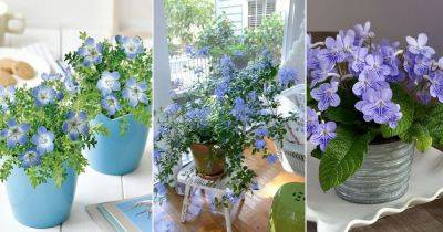 10 Spectacular Blue Flowering Houseplants