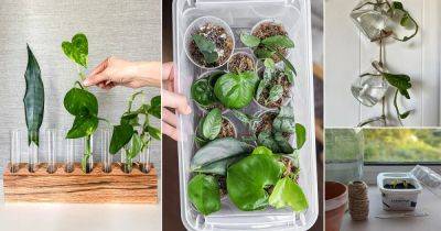 15 DIY Plant Propagator Ideas to Grow Seeds and Cuttings