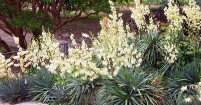 Tips for Landscaping with Yucca Plants