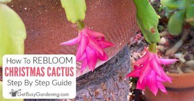 How To Get Your Christmas Cactus To Bloom Again (3 Steps!)