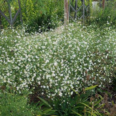 Southern Doll’s Daisy Is a Little-Known Native Gem