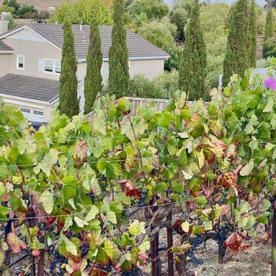 How to Grow Grapes for Your Own Backyard Vineyard