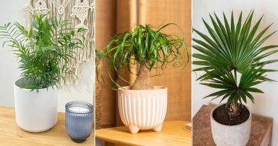 10 Best Tabletop Palms | How to Grow Tabletop Palms