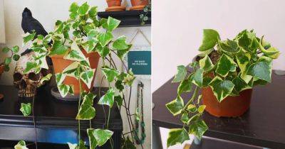 How to Grow Wax Ivy Indoors Easily