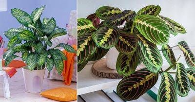 11 Most Effective CO2 Absorbing Houseplants Proven by Science