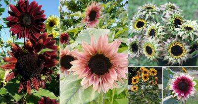 31 Best Sunflower Colors | Different Colors Sunflowers