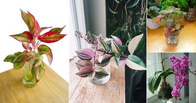 12 Pink Indoor Plants to Grow in Water
