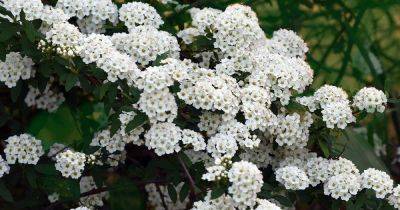 How to Grow and Care for Bridalwreath Spirea