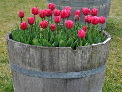 Layer spring bulbs to make the most of space in garden tubs