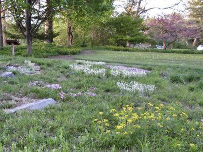 cornell’s take on the native lawn, with todd bittner