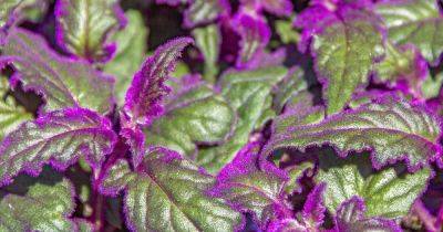 How to Grow and Care for Purple Passion Plants